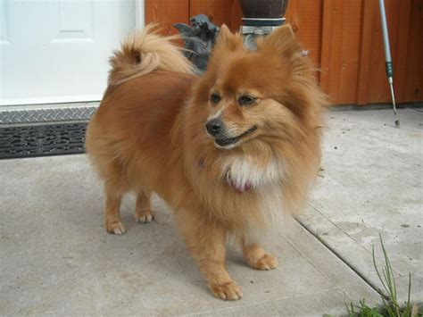 Sheltie Pomeranian Mix