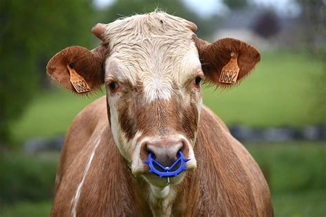 Animal Mammal Cow - Free photo on Pixabay