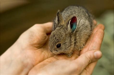10 Smallest Rabbit Breeds in the World (With Pictures) | 2025