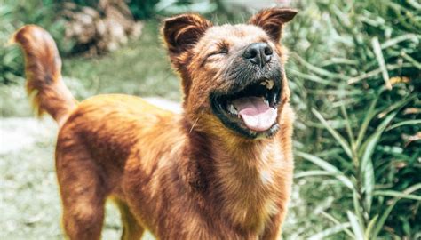 mission pawsible balipedia