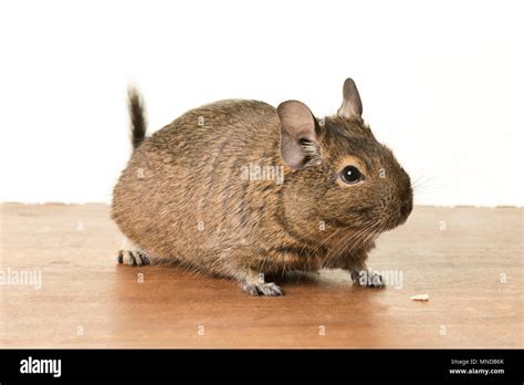 Cute young common degu Octodon degus sitting on table on white