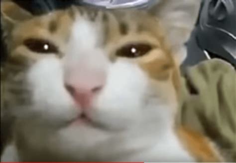 Cat Says, "MAMA" - Modern Cat