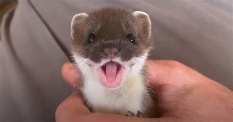 Nevastuica ca animal de companie – cum o îngrijim corect