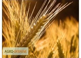 Закуповуємо ячмінь пивоварний — Agro-Ukraine