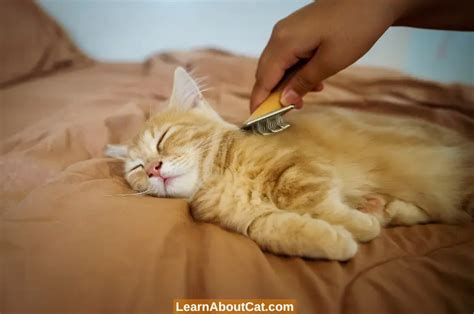 What Causes Matted Cat Fur? A Guide To Preventing And Removing Matted ...