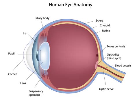 » Eye Health | B H McKeague Optician Ballymena | Optometrist