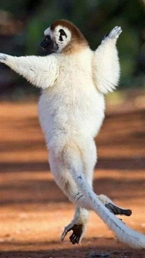 Funny Animal Dancing: Happy Chicken Running with Wings Spread