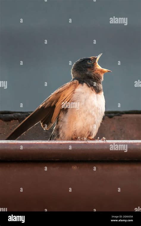 a young barn swallow at feeding Stock Photo - Alamy