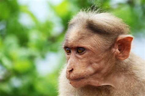 Albino Monkeys - Animals Around The Globe