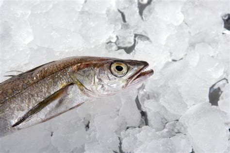 Рыба хек – как приготовить вкусно, полезные свойства и вред продукта