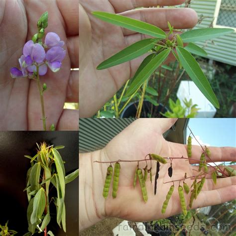 Codariocalyx Motorius Desmodium Gyrans Telegraph Plant Seeds | Fair ...