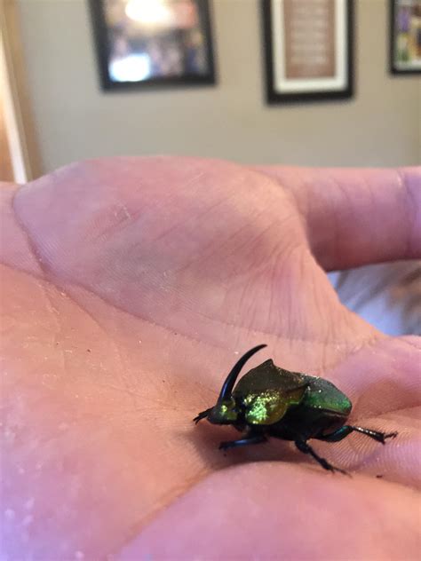Central Texas Beetle saved from pool. : r/whatsthisbug