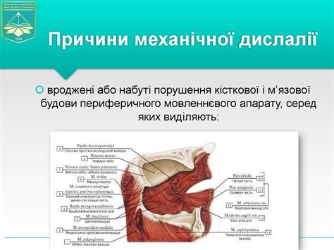 Сучасні погляди на дислалію. Форми, види та механізми виникнення ...