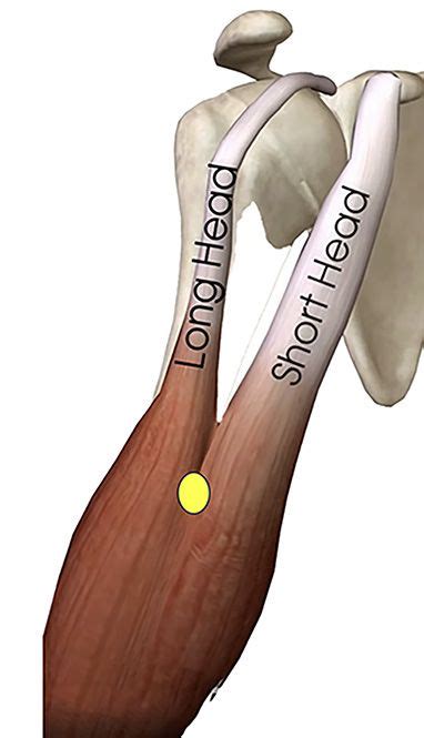 arm lift technics  biceps projection