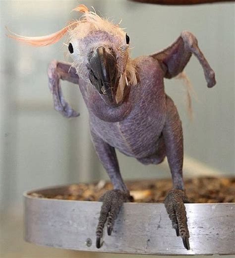 Featherless parrot : r/funny