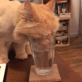 funny cat gif orange cat drinking water animals  glasses