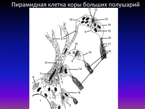 Синапсы. Классификация синапсов - online presentation