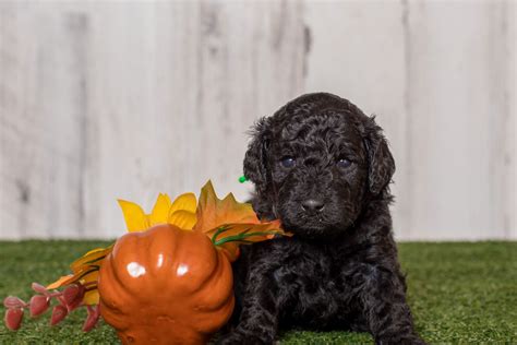 Milk Tea Poodles - Puppies For Sale