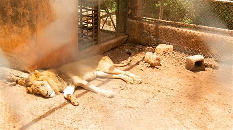 Zookeeper in Nigeria mauled, killed by lion: reports