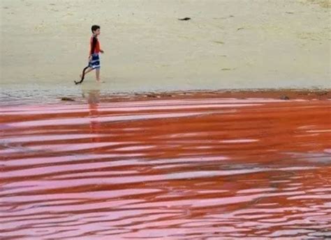 philippine red tide
