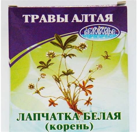 Лапчатка белая: полезные свойства и противопоказания