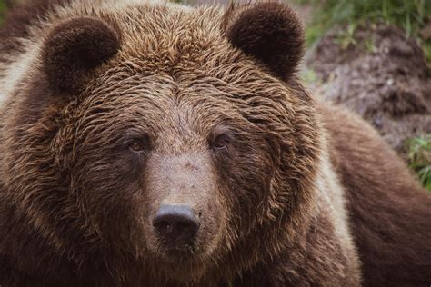 Close-up Photo of Grizzly Bear · Free Stock Photo