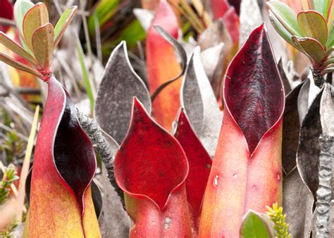 heliamphora sarracenioides marsh  sun pitcher plant  habitat