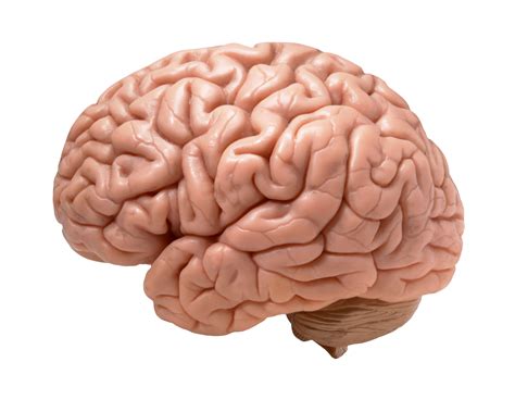 TMS vs SAINT TMS Differences - BrainHealth Solutions