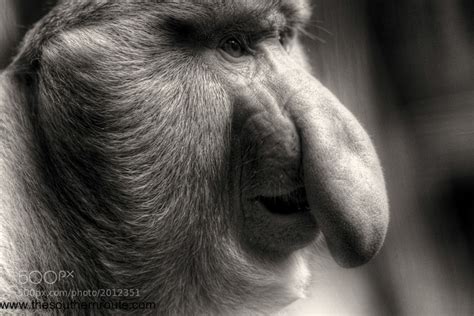 weird animals  earth captured  camera px