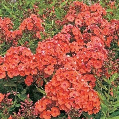 Phlox paniculata 'Orange Perfection'- bugás lángvirág | Florapont