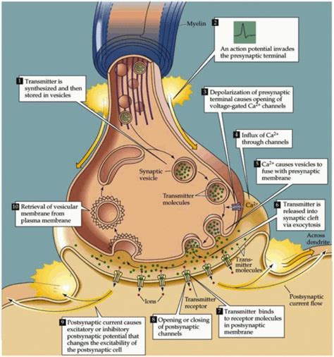 synapses biology notes   level