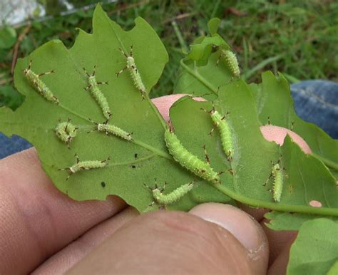 Aglia tau — ‘Tau-Emperor Moth’ | Welcome, visitor!