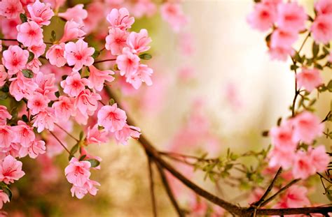 Free download High Resolution Spring Desktop Wallpaper spring ...