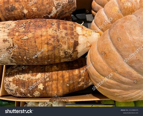 yuka plant images stock  vectors shutterstock