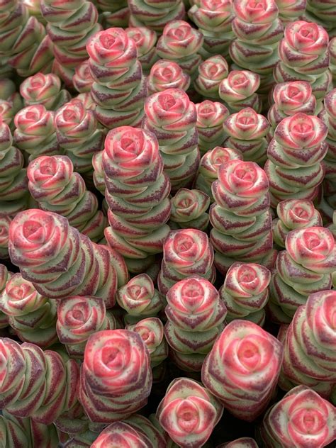 Crassula Coastal Coral ppaf – Garden Solutions