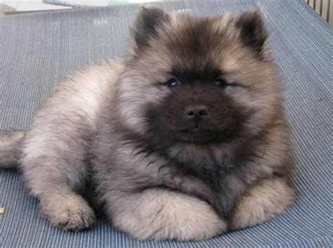 13 Exclusive Fluffiest Dogs Ever Seen