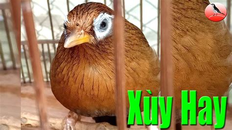 Họa mi mái xùy Đỉnh Nhất! Tiếng chim họa mi mái xùy liên tục kích trống ...