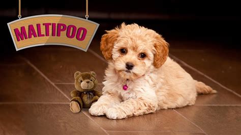 Chocolate Teacup Maltipoo