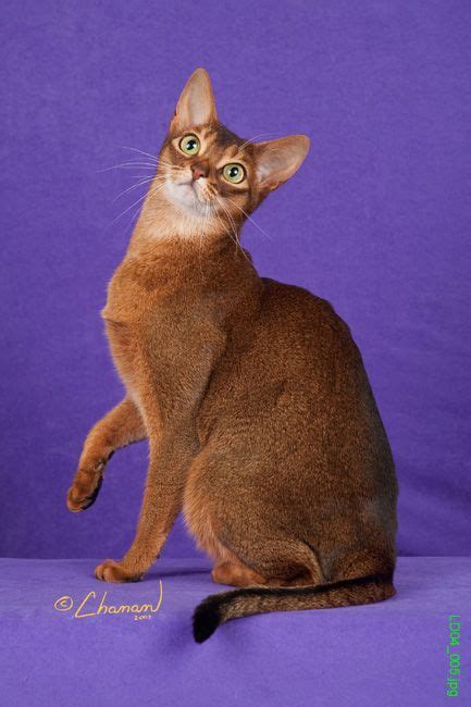 Abyssinian Cat Colors | Top Cat Directory | Abyssinian cats, Cat colors ...