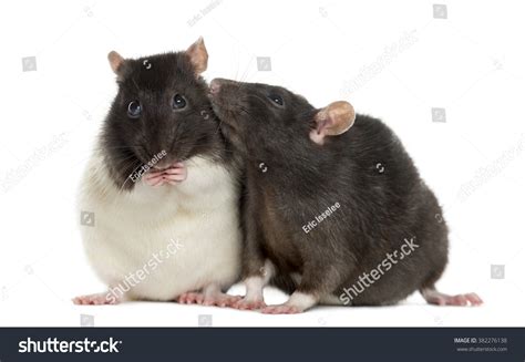 Rats kissing : 362 images, photos et images vectorielles de stock ...
