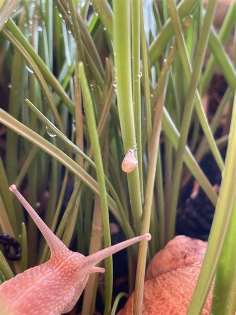 snail photo    rsnails