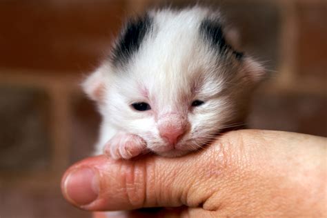 When Is It Safe to Touching Newborn Kittens? Everything You Need to ...