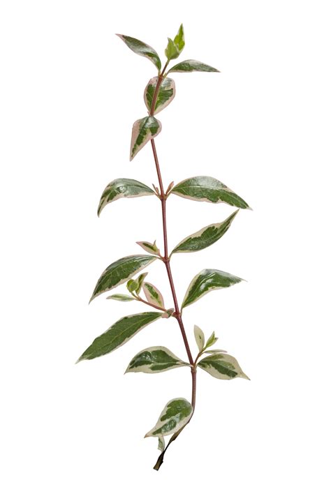 Abelia Suntastic Pink 004 jpg - PlantHaven International