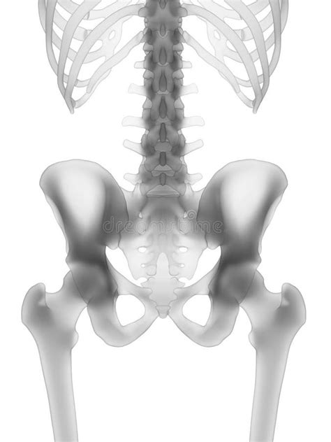 human skeleton  hip stock illustration illustration