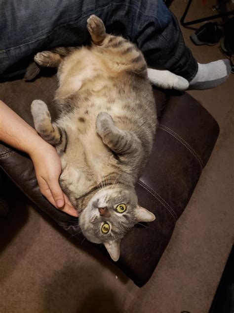Is An 8 Year Old Cat Old at Declan Thwaites blog