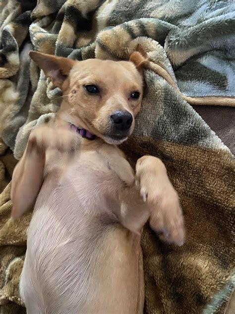 Foster Dogs