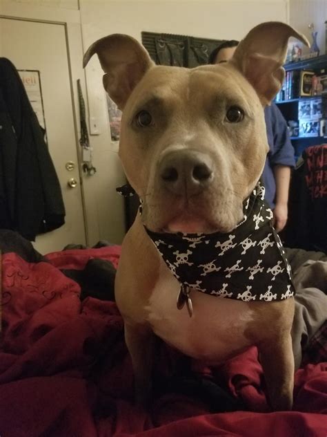 Those Bat Ears Tho : r/Awww