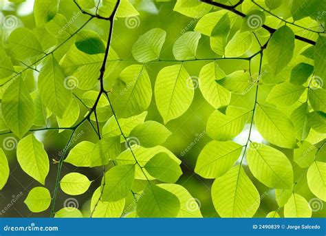 Leaves Green Field Texture And Background Royalty-Free Stock Image ...