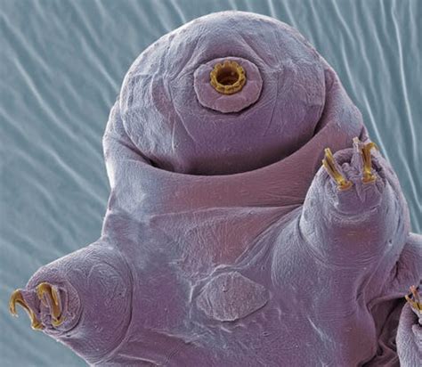 6 Best Tardigrade Facts | How Do Water Bears Survive in Space?