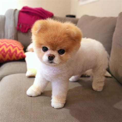 Boo the Pomeranian, Once Named the World's Cutest Dog, Dies Boo The ...